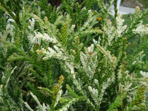 Thujopsis dolabrata "Variegata" +/-1 m