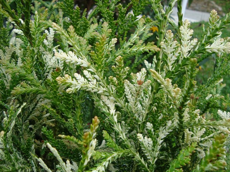 Thujopsis dolabrata "Variegata" +/-1 m