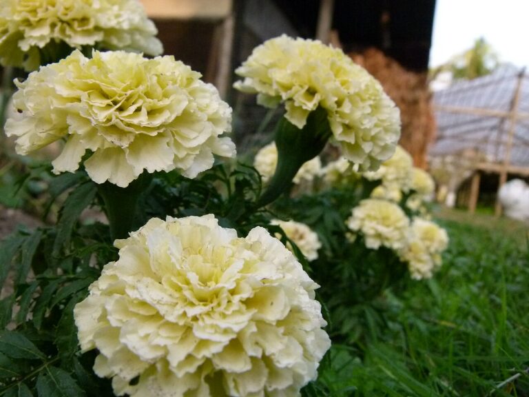 Tagetes erecta "Kilimanjaro"