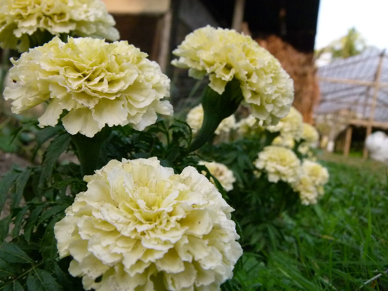 Tagetes erecta "Kilimanjaro"