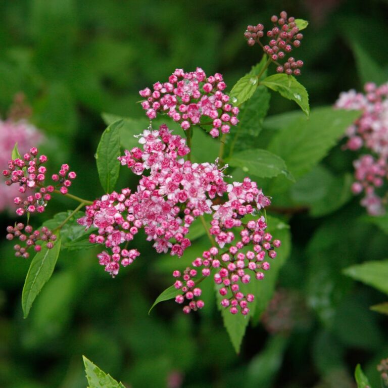 Spiraea japonica "Froebelii" 20 cm pott