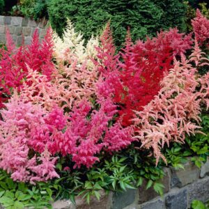 Astilbe assortii