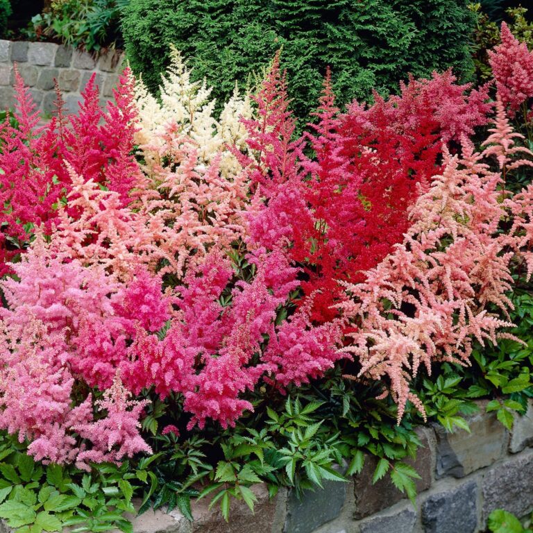 Astilbe, šķirņu sortiments