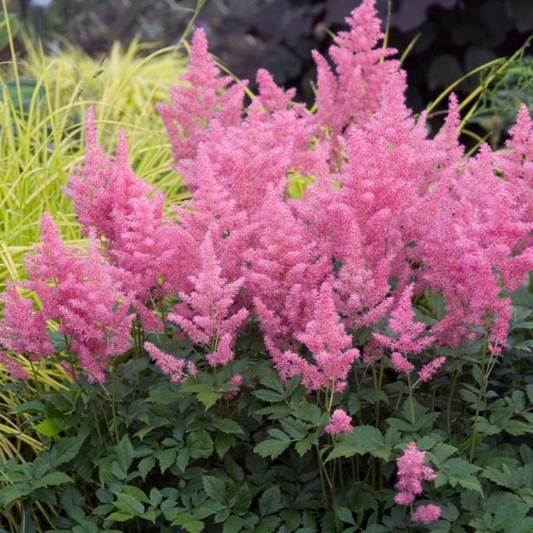 Astilbe P9 pott