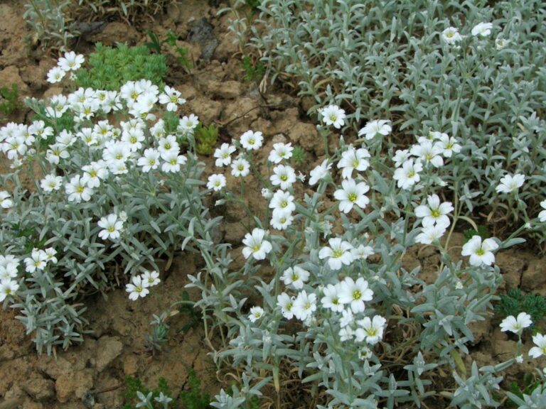 Cerastium tomentosum P9 pott