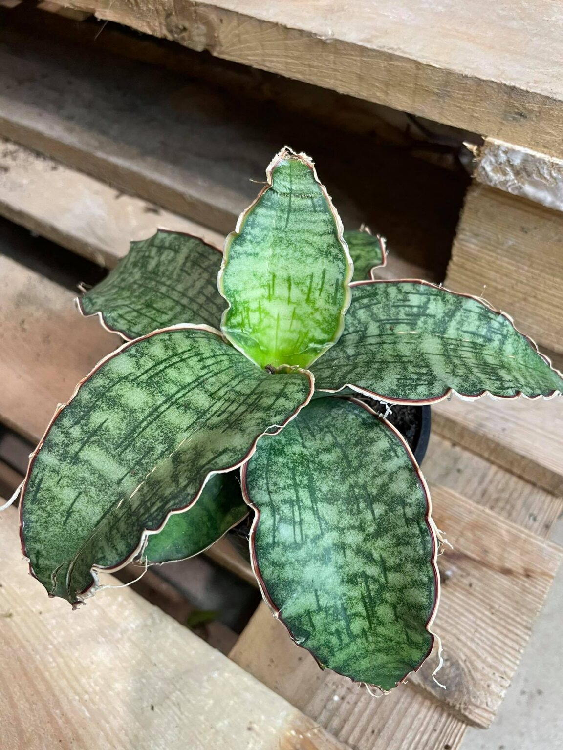 Сансевиерия Star Green Granite, горшок 7 см