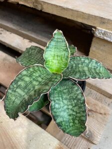 Сансевиерия Star Green Granite, горшок 7 см