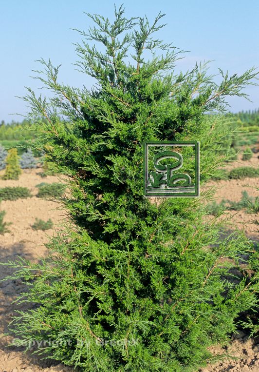 Juníperus virginiana "Schottii" +/-1,5-2 m