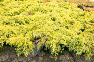 Juniperus x media "Mordigan Gold"