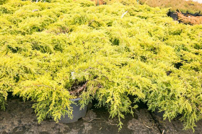 Juniperus x media "Mordigan Gold"
