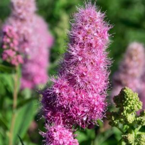 Spiraea x billardii