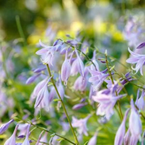 Hosta lancifolia maža