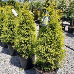 Common juniper "Gold Cone"
