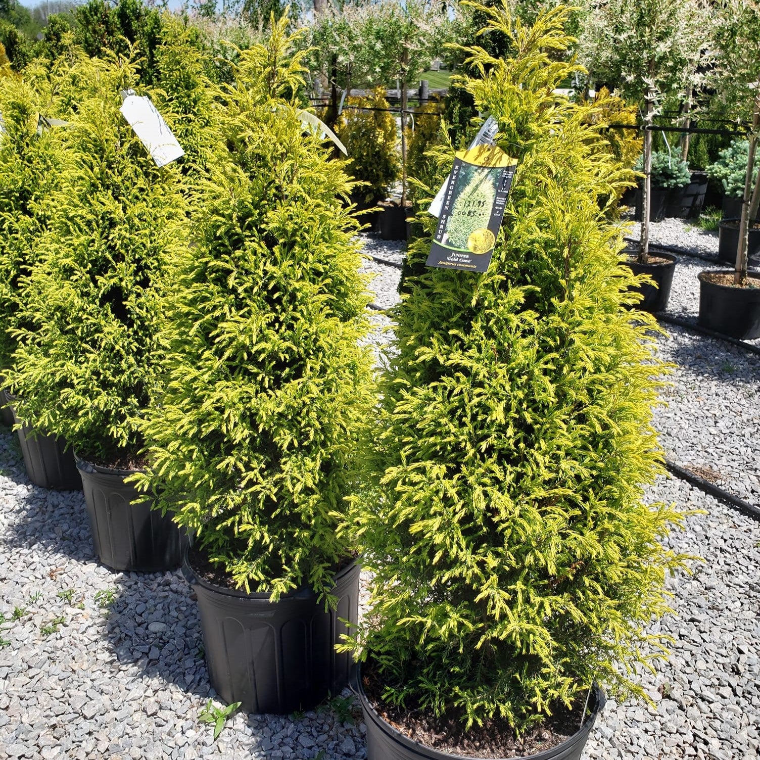 Parastais kadiķis "Gold Cone"