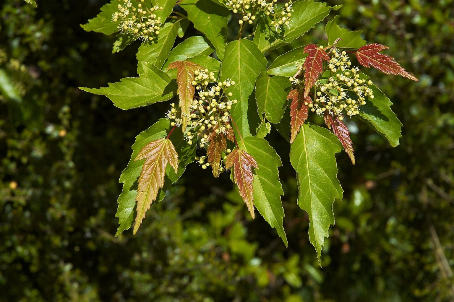 Acer tataricum subsp. ginnala