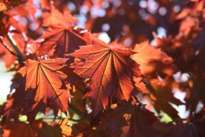 Acer platanoides "Crimson Sentry"