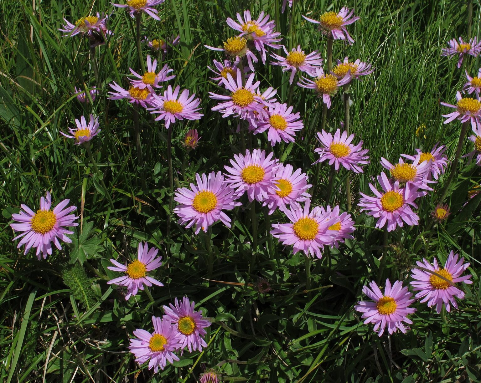 Aster alpinus 9 cm pott