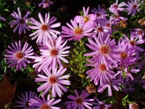 Aster dumosus