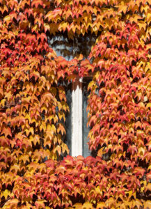 Parthenocissus tricuspidata "Veitchii"