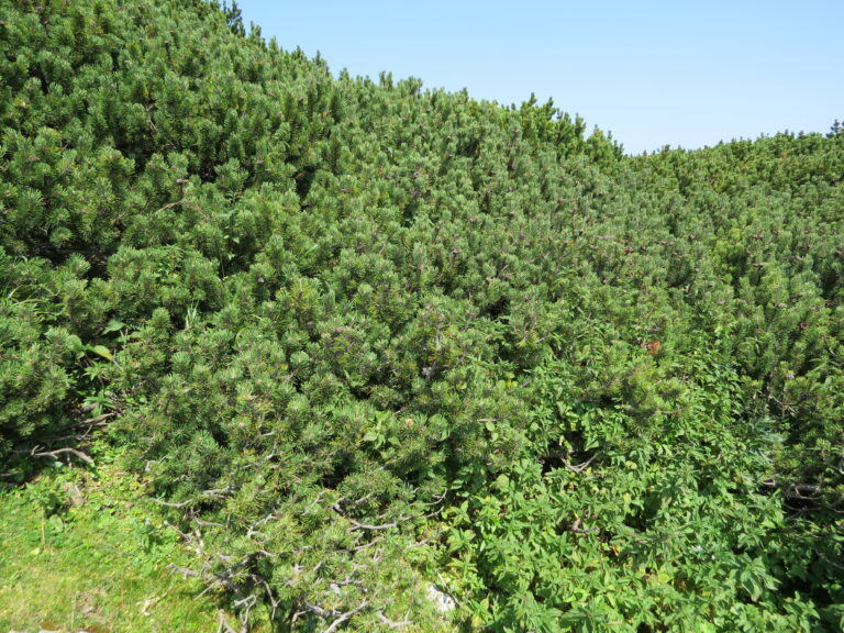 Сосна горная (Pinus mugo)