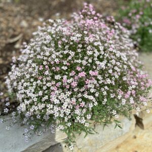 Gypsophila repens P9