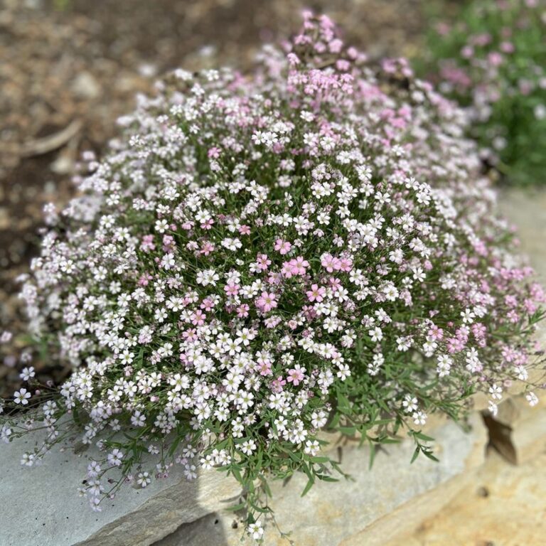 Gypsophila repens P9
