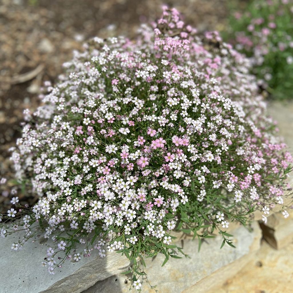 Gypsophila repens, P9 vazonas (9 cm)