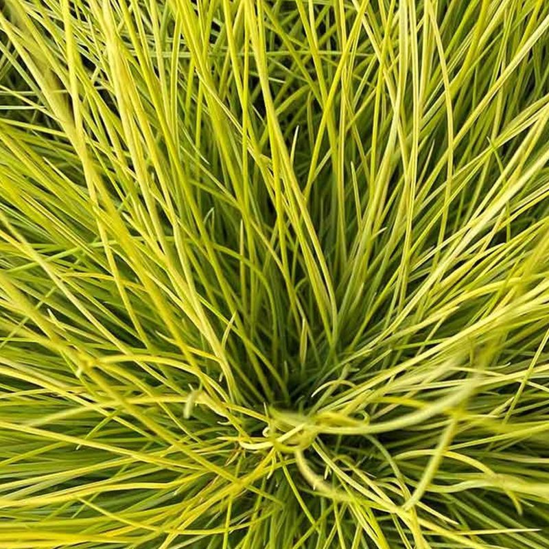 Blue fescue "Amigold" (Festuca glauca)