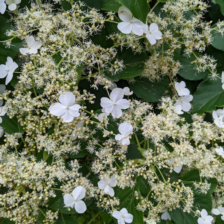 Hydrangea petiolaris väike