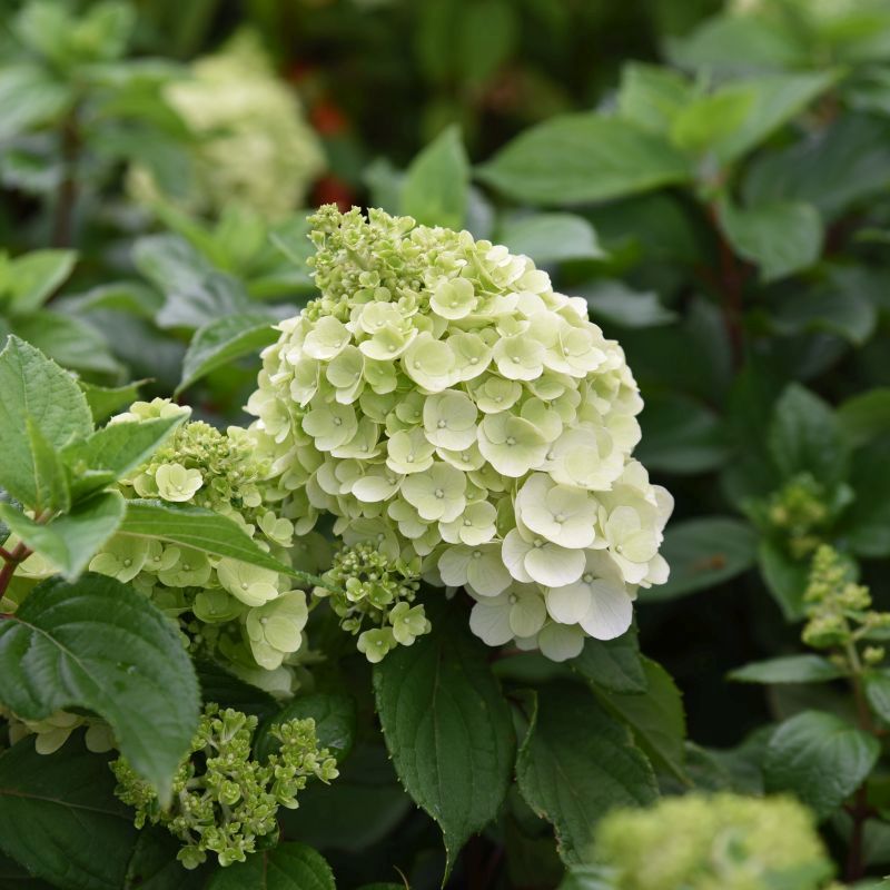 Гортензия метельчатая Hydrangea paniculata "Magical Mont Blanc"