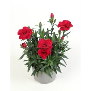 Dianthus Oscar Cherry