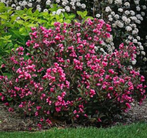 Weigela florida "Victoria"