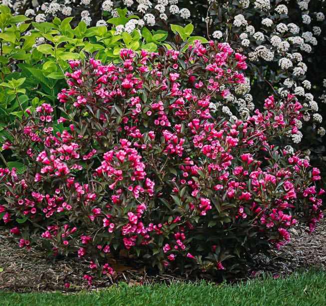 Weigela florida "Victoria"