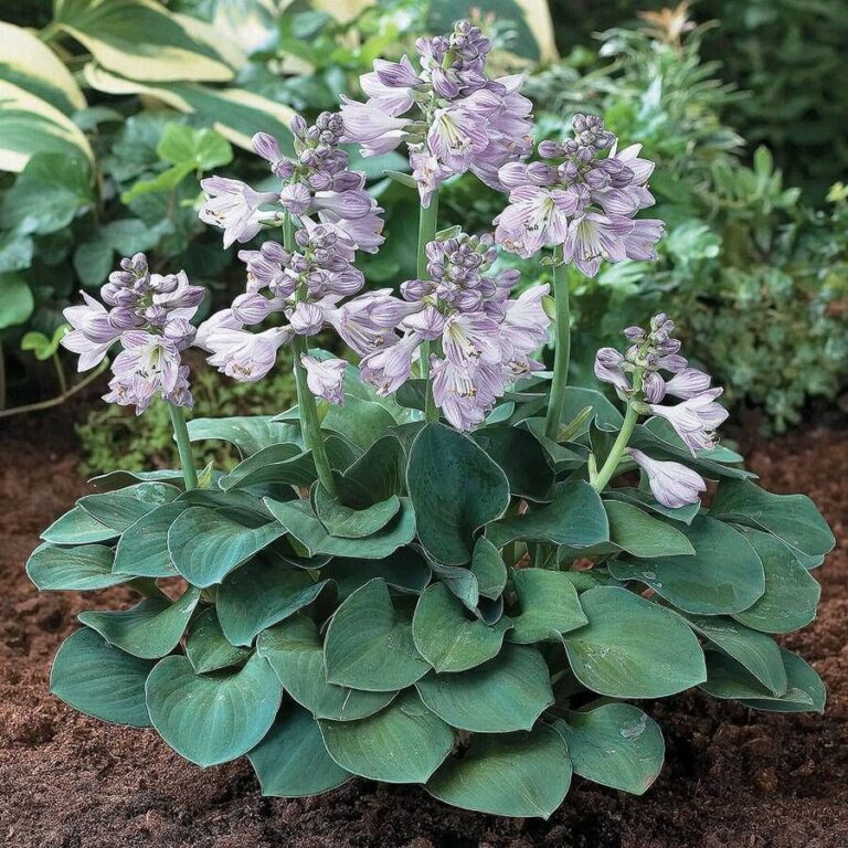 Hosta "Blue Mouse Ears" 13 cm pott