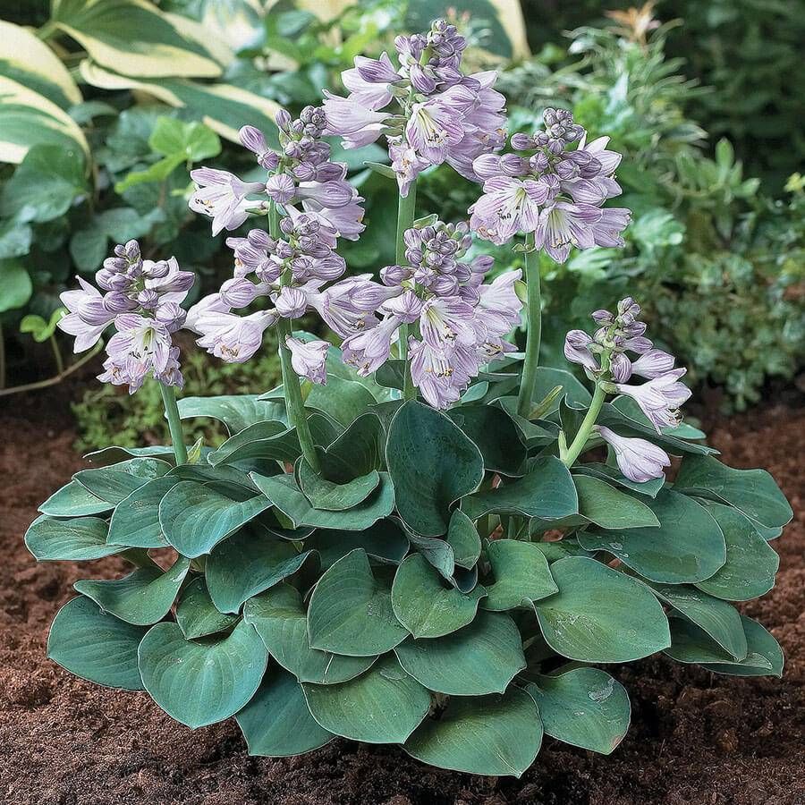 Hosta "Blue Mouse Ears", 13 cm vazonas
