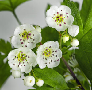 Crataegus monogyna 40-60 cm (Common hawthorn)