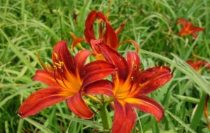 Hemerocallis "Sammy Russell" 9 cm pott