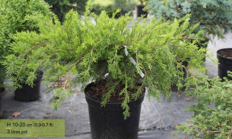 Juniperus x pfitzeriana "Mint Julep" +/-30 cm