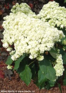 Гортензия древовидная Hydrangea arborescens "Hayes Starburst" (Double Annabelle)