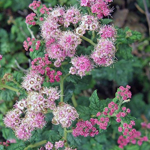 Spiraea japonica "Bullata"