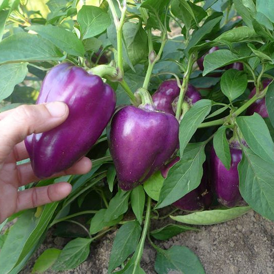 Paprika "Oda" (Capsicum annuum)