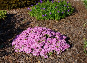 Saponaria "Bressingham"