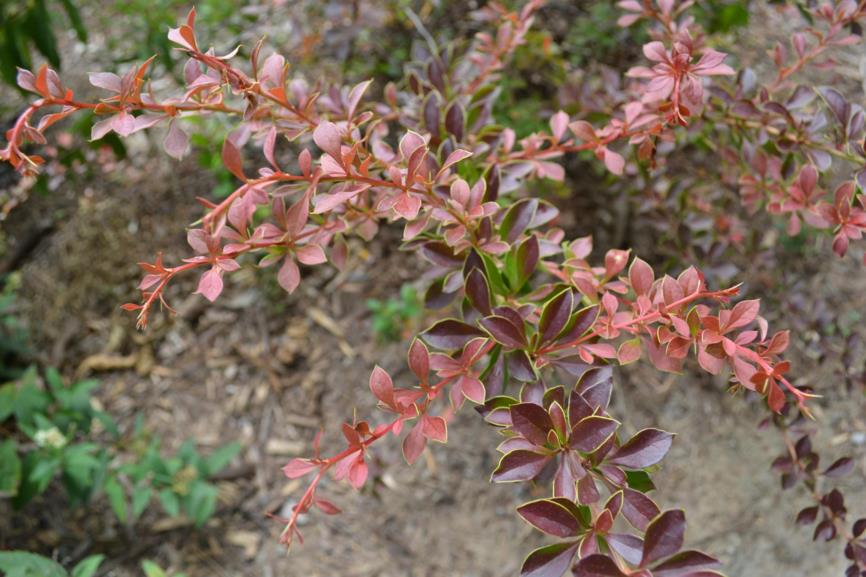 Berberis thunbergii "Red Carpet" 20 cm vazonas