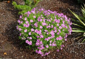 Phlox subulata "Rose"