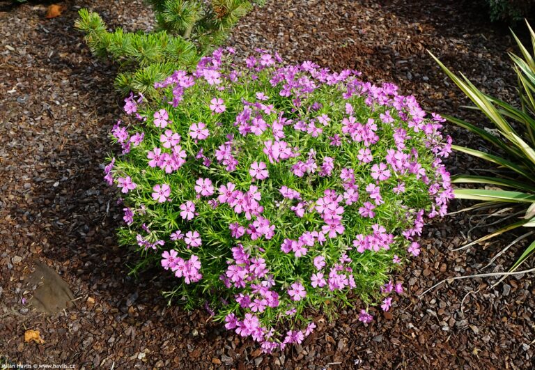 Phlox subulata "Rose"