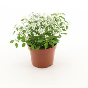 Euphorbia Loreen Compact White
