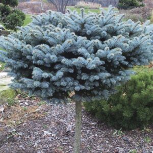Ель (Picea), на штамбе