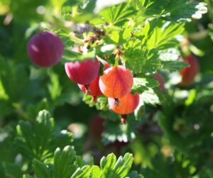 Ribes uva-crispa "Giggles Red"