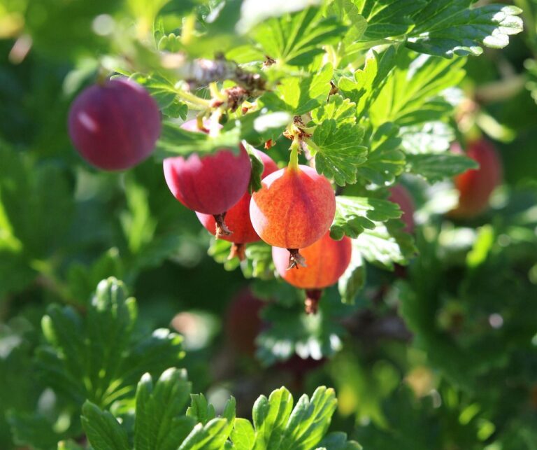 Ribes uva-crispa "Giggles Red"