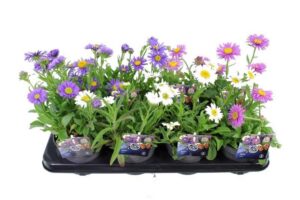 Alpi aster (Aster alpinus) Mix 9 cm pott